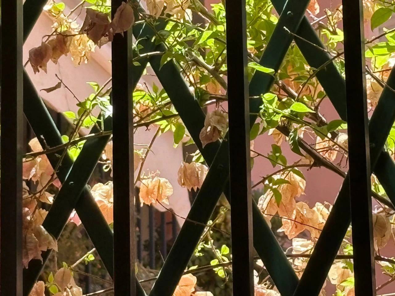 Mi buganvilla a través de mi ventana